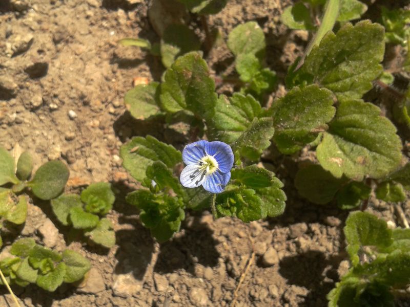 Veronica persica